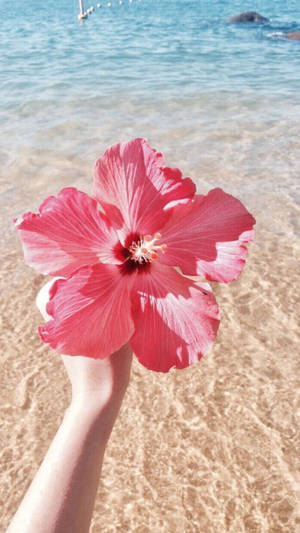 Common Hibiscus Wallpaper