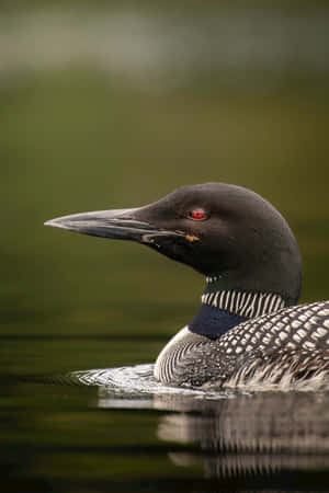 Common Loon Close Up Wallpaper