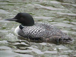 Common_ Loon_on_ Water.jpg Wallpaper
