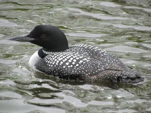 Common_ Loon_on_ Water.jpg Wallpaper