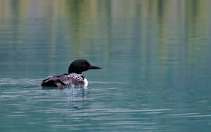 Common Loon Swimmingin Lake Wallpaper