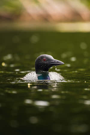 Common Loon Swimmingin Lake Wallpaper