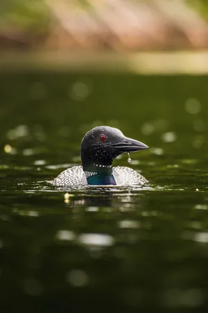 Common Loon Swimmingin Lake Wallpaper