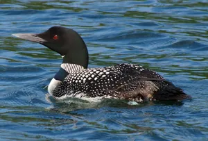 Common Loon Swimmingin Water Wallpaper