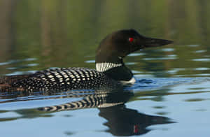 Common Loon Swimmingin Water.jpg Wallpaper