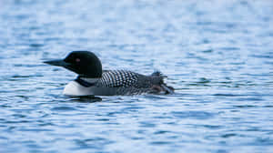 Common Loon Swimmingin Water.jpg Wallpaper