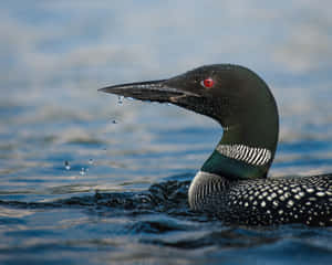 Common Loon Swimmingin Water Wallpaper