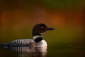 Common Loonin Golden Light Wallpaper