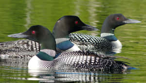 Common_ Loons_on_ Lake Wallpaper