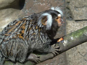 Common Marmoseton Branch Wallpaper