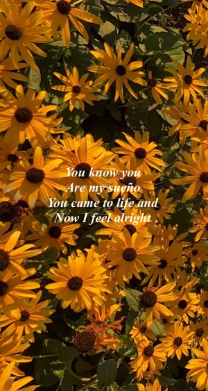 Common Raven Nuzzles Cuco During An Intimate Moment Wallpaper