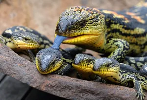 Common Skinks Gathering.jpg Wallpaper