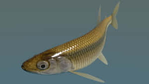 Common Smelt Fish Wallpaper