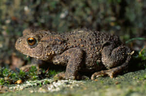 Common True Toad Closeup Wallpaper