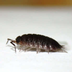 Common Woodlouseon White Background Wallpaper