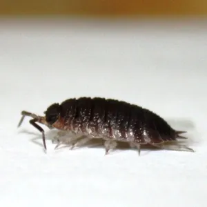 Common Woodlouseon White Background Wallpaper