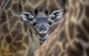 Confused Baby Giraffe Wallpaper