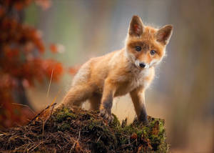 Confused Little Cute Fox Wallpaper