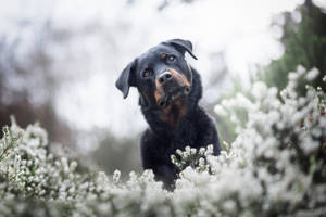 Confused Rottweiler Dog Wallpaper