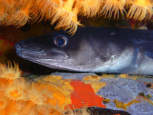 Conger Eel Hiding Among Coral Wallpaper