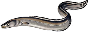 Conger Eel Illustration Wallpaper