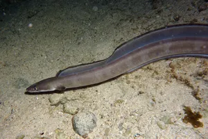 Conger Eel Ocean Floor Wallpaper