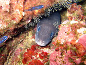 Conger Eel Peeking From Reef Wallpaper