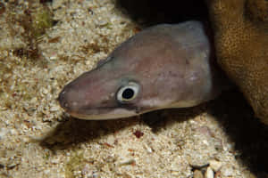 Conger Eel Peeking Out From Reef.jpg Wallpaper