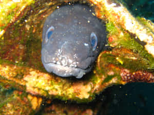 Conger Eel Peeking Out From Reef Wallpaper