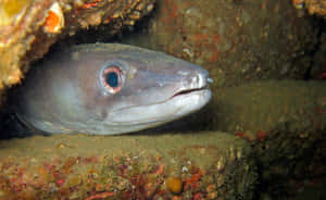 Conger Eel Peeking Out From Rocky Crevice Wallpaper