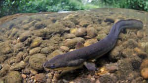 Conger Eel Underwater Scene Wallpaper