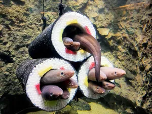 Conger Eelsin Sushi Rolls Wallpaper