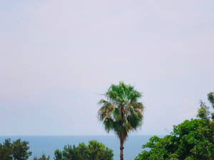 Congo Blue Sky And Trees Wallpaper