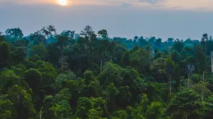 Congo Rainforest Sunset Wallpaper