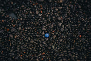 Conspicuous Blue Shell In A Rocky Area Wallpaper