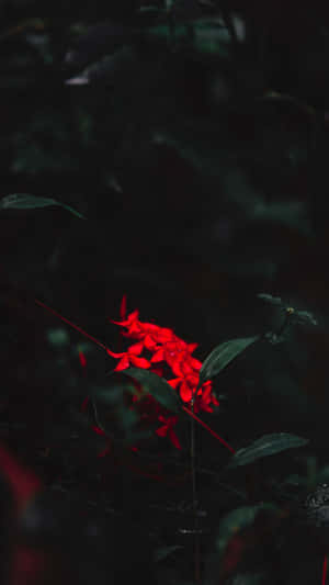 Conspicuous Red Elf Wallpaper