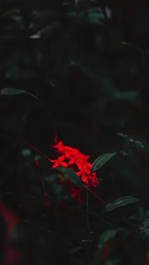 Conspicuous Red Elf Wallpaper