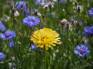 Conspicuous Sunflower In A Wildflower Field Wallpaper