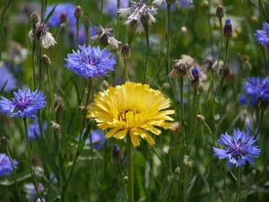 Conspicuous Sunflower In A Wildflower Field Wallpaper