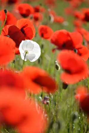 Conspicuous White Flower Among The Red Ones Wallpaper