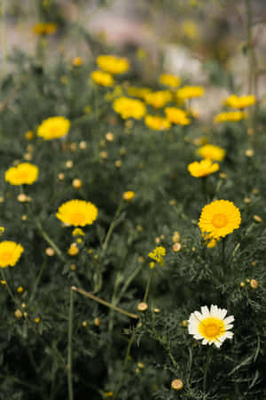 Conspicuous White Flower In A Yellow Daisy Field Wallpaper
