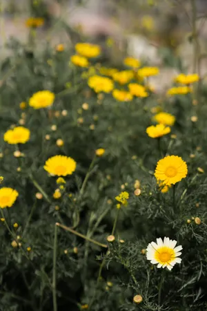 Conspicuous White Flower In A Yellow Daisy Field Wallpaper