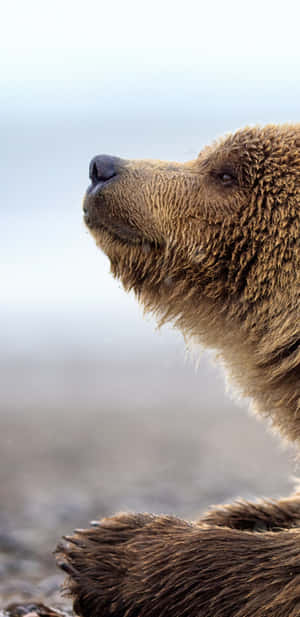 Contemplative Brown Bear Wallpaper