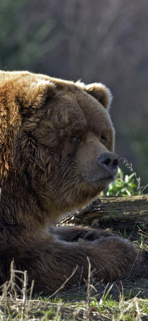 Contemplative Brown Bear Wallpaper