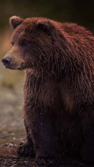 Contemplative Brown Bear Wallpaper