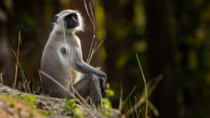 Contemplative_ Langur_in_ Nature.jpg Wallpaper