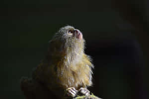 Contemplative Marmosetin Natural Light Wallpaper