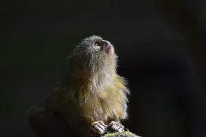 Contemplative Marmosetin Natural Light Wallpaper