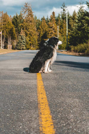 Contemplative Wet Dog On Road.jpg Wallpaper