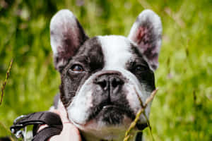 Contemptuous French Bulldog Wallpaper
